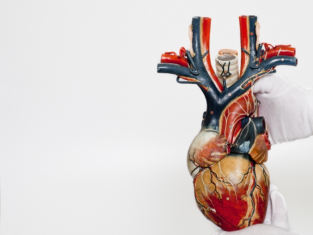 Cuore anatomico, modello da collezione